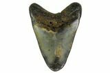 Bargain, Fossil Megalodon Tooth - North Carolina #153107-1